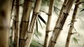 Bambus2560x1440.jpg